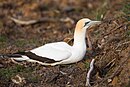 Australasian gannet