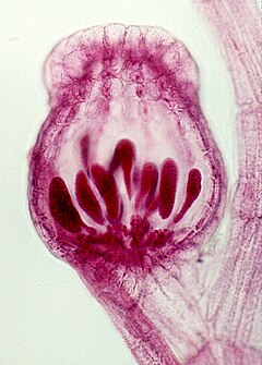 Photographie des organes reproducteurs d’une algue rouge, vus au microscope optique.