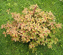 Euphorbia bongolavensis