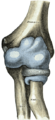 Capsule of elbow-joint (distended). Anterior aspect.