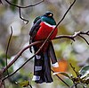 Male mountain trogon