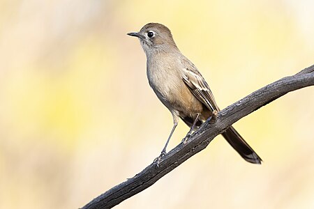 Southern scrub robin, by JJ Harrison