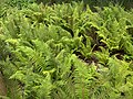 Polystichum setiferum (iratzea).