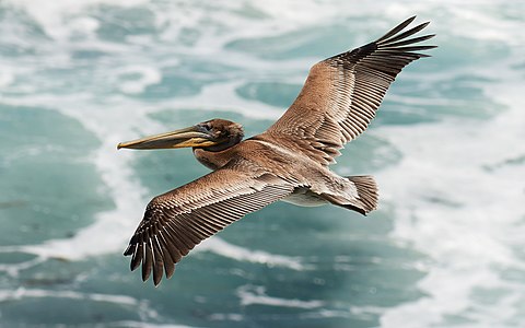 Brown pelican, juvenile, by Frank Schulenburg