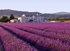 Vegetazione (Lavandula) mediterranea in Provenza