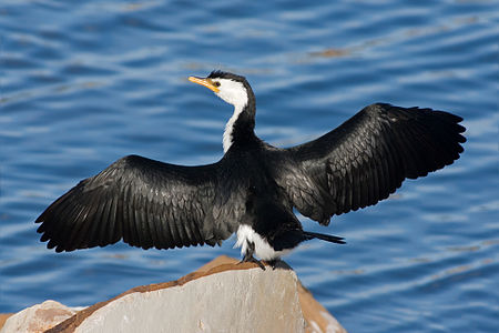 Little pied cormorant, by JJ Harrison