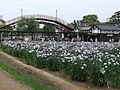 水郷潮来あやめ園 （潮来市）