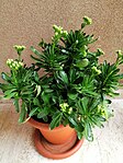 Kalanchoe Blossfeldina lúc bắt đầu ra hoa