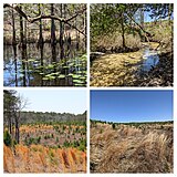 Manchester State Forest