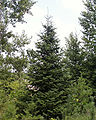 Sapin baumier (Abies balsamea)