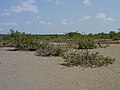 Suart mangroowen (Avicennia germinans)