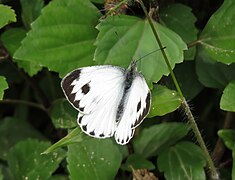 Pieris canidia