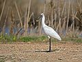 Espátula euroasiática (Platalea leucorodia) en Singapur