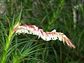 Dracophyllum secundum