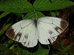 Pieris melete