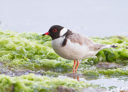 Hooded plover at Lake Warden (Western Australia), by JJ Harrison