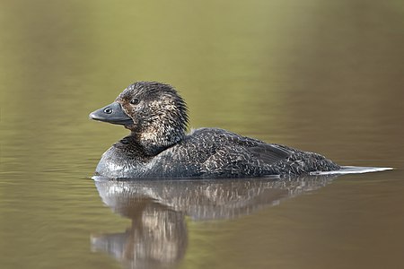 Musk duck, by JJ Harrison