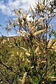 Dracophyllum ramosum