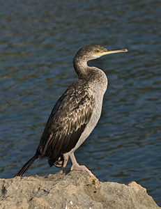 European shag by Julius Rückert