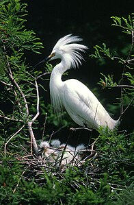 Snowy egret, by David Hall