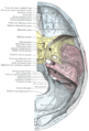 Floor of the skull.