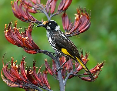 New Holland honeyeater, by JJ Harrison