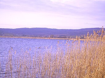 Reed growing on the banks of the Shannon in Coonagh, with the Rock Lamp visible in the background