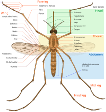 Diagram of adult mosquito body with parts labeled