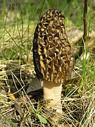 Morchella conica 1 beentree