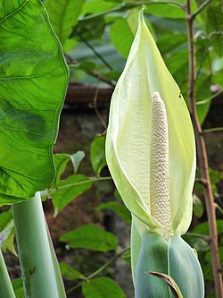 Inflorescência de Xanthosoma sagittifolium.