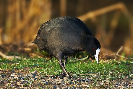 Eurasian coot, adult, by JJ Harrison