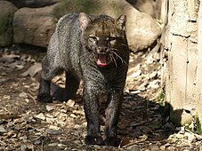 Jaguarundis (Herpailurus yaguarondi)