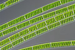 Photographie des chloroplastes spiralés des algues vertes filamenteuses du genre Spirogyra vus au microscope optique.