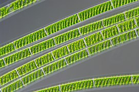 Photographie des chloroplastes spiralés des algues vertes filamenteuses du genre Spirogyra vus au microscope optique.