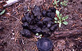 Black bear scat