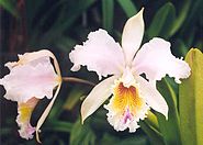 Cattleya mossiae'Empress Frederick'