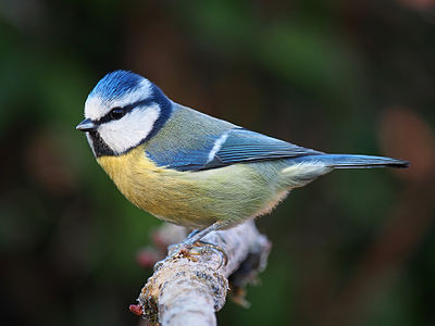 Eurasian blue tit, by Baresi franco