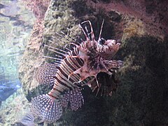 Pterois mombasae