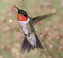 Hummingbird: During hovering, ruby-throated hummingbird wings beat 55 times per second, 61 times per second when moving backwards, and at least 75 times per second when moving forward.