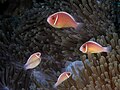 Skunk anemonefish