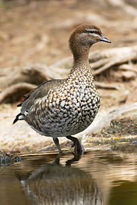 Australian wood duck, female, by JJ Harrison