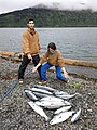 Silver salmon caught in the ocean just off Raspberry Island, Alaska