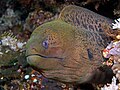 Moray eel