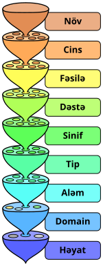 Elmi təsnifatın müxtəlif səviyyələri.