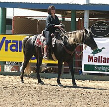 Photo d'un Kentucky Mountain Saddle Horse monté par un cavalier.