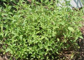 Stevia rebaudiana (hábito).