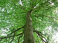 Hêtre à grandes feuilles (Fagus grandifolia)