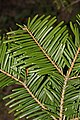 Image 12In Abies grandis (grand fir), and many other species with spirally arranged leaves, leaf bases are twisted to flatten their arrangement and maximize light capture. (from Conifer)