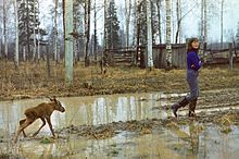 Une jeune femme en bottes de caoutchouc marche à travers une clairière boueuse au sein d'un bois à la Kostroma Moose Farm, et est suivie par un très jeune élan qui s'efforce de la suivre.