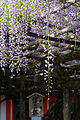 "Sunazuri-no-Fuji", wisteria flowers dropping down to reach the sand on the ground